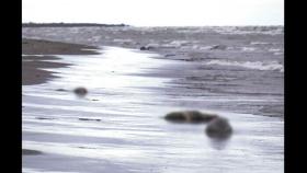 바다표범 또 떼죽음…러 해안서 2500마리 사체 발견