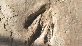 '물 마시러 왔다 감'…1억 년 전 공룡 발자국 화석 공개