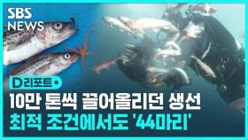 [D리포트] 동해에 나타난 명태 떼…알고 보니