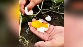 [월드리포트] 식물에서 열린 달걀?…농산물 허위 광고 '빨간불'