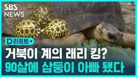 [D리포트] 90살에 세 아기 아빠 된 거북이…동물원 깜짝