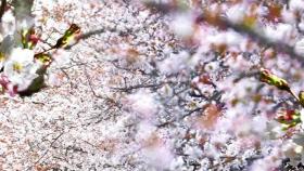 '3월 벚꽃축제' 처음 열린다…설렐 수만은 없는 이유