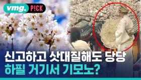 [비머pick] 기모노 입고 벚꽃 사진 찍었다가…'역사 잊었냐'며 쏟아진 '뭇매'