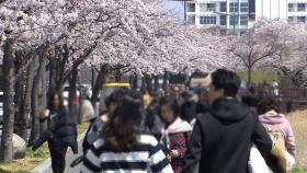 가장 더웠던 3월…사상 첫 '3월 벚꽃 축제' 열린다