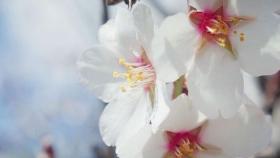 이른 봄 알린 '벚꽃 개화', 야생벌에게는 반갑지 않다?