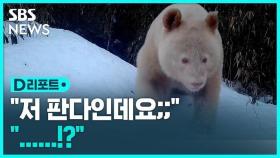 [D리포트] '이것은 마치 북극곰!?'…희귀종 흰색 대왕 판다