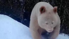 '이것은 마치 북극곰!?'…희귀종 흰색 대왕 판다 [D리포트]