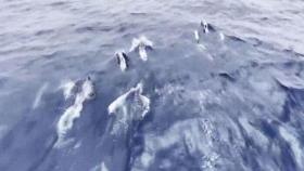 고래바다여행선, 올해 첫 참돌고래 떼 발견