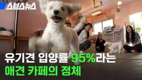 [스브스뉴스] 유기견 입양률 95%라는 애견 카페의 정체