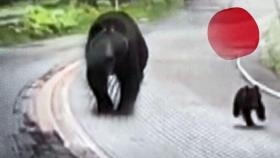 닥치는 대로 먹어치운다…산책하던 사람 공격한 일본 곰