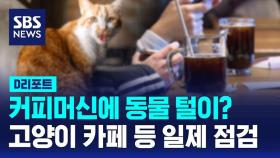 [D리포트] 커피머신 위에 고양이가…동물 업소 일제 점검