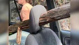 순식간에 차량 관통한 통나무…탑승자 전원 기적의 생존
