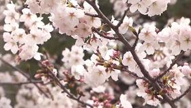 분홍빛 '벚꽃 터널' 29일 절정…관광객 들뜬 발걸음