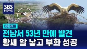 [D리포트] 전남서 53년 만에 발견…황새 알 낳고 부화 성공