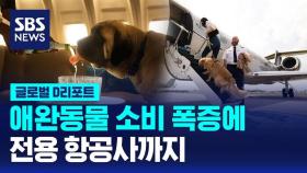[글로벌D리포트] 애완동물 소비 폭증에 전용 항공사까지
