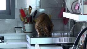 주인 없는 집 방화범 된 고양이…규제 풀어 화재 막는다