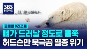 [글로벌D리포트] 지구 온난화로 허드슨만 북극곰 멸종 위기
