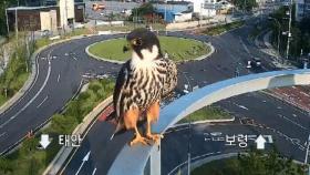 CCTV 확인하고 '깜짝'…멸종위기종 '새호리기' 포착