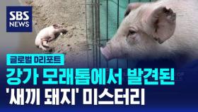 [글로벌D리포트] 강가 모래톱 '새끼 돼지' 미스터리