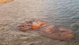 동해 몰려온 1m 해파리…쏘임 사고 급증