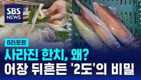 [D리포트] 사라진 한치, 왜?…어장 뒤흔든 '2도'의 비밀