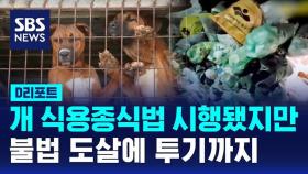 [D리포트] 개 식용종식법 시행됐지만…불법 도살에 투기까지