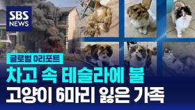 [글로벌D리포트] 차고 속 테슬라에 불…고양이 6마리 잃은 가족