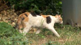 [뉴스딱] 불 붙이고 차도에 던지고…고양이 21마리 죽인 이유