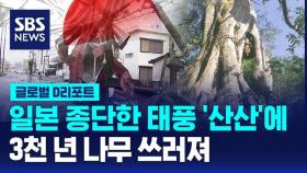 [글로벌D리포트] '산산'에 3천년 나무 쓰러져