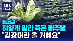 [D리포트] 하얗게 말라 죽은 배추밭…