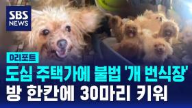 [D리포트] 도심 주택가에 불법 '개 번식장'…방 한 칸에 30마리 키워