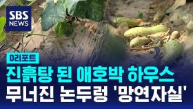 [D리포트] 진흙탕 된 애호박 하우스…무너진 논두렁 '망연자실'