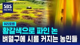 [D리포트] 황갈색으로 파인 논…벼멸구에 시름 커지는 농민들