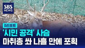 [AI D리포트] '시민 공격' 사슴, 마취총으로 포획