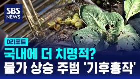 [D리포트] 국내에 더 치명적?…물가 상승 주범 '기후흉작'