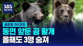 [글로벌D리포트] 동면 앞둔 곰 활개…올해도 3명 숨져