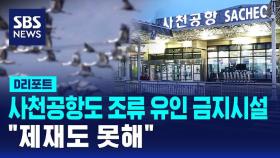 [D리포트] 사천공항도 조류 유인 금지시설 '수두룩'…