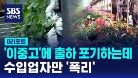 [D리포트] 출하 포기하는 화훼농가들 '이중고'…수입업자만 폭리