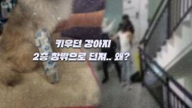 [뉴블더] 빌라 2층 창문에서 강아지 냅다 던져…