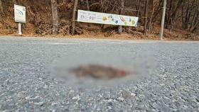 날 풀리면 목숨 건 이동…도로 위 떼죽음 이렇게 막는다