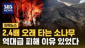 [자막뉴스] 2.4배 오래 타는 소나무…역대급 산불 피해 이유 있었다