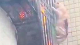 불타는 아파트 난간에 매달린 고양이…필사의 10분