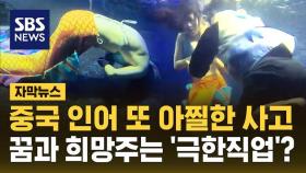 [자막뉴스] 중국 인어공주 또 아찔한 사고…꿈과 희망 주는 '극한직업'?