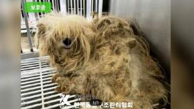 강남 한복판서 강아지 집단 유기…