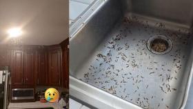집안 전체에 '바글바글'…