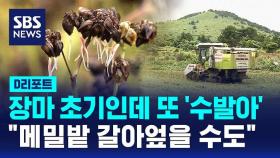 [D리포트] 장마 초기인데 또 '수발아'…