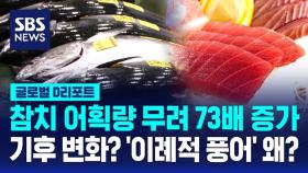 [글로벌D리포트] 예년의 70배?…'이례적 풍어' 왜?