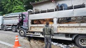 도축장 향하던 화물차가 덤프트럭 추돌…소 4마리 죽어