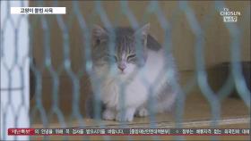 '위생 엉망' 비닐하우스서 고양이 불법 사육…수십 마리 긴급구조