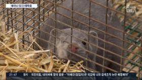 코로나에 밍크코트 '퇴출'?…덴마크 감염된 250만마리 살처분